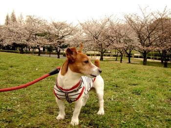 キレイな桜５０.JPG